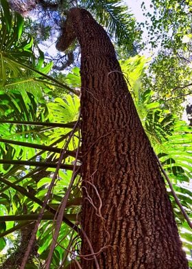 MONSTERA AND TREE TRUNK