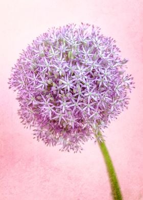 Allium II