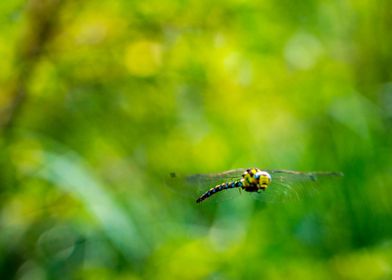 Flying dragonfly in forest