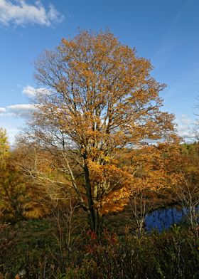 Tree in Fall