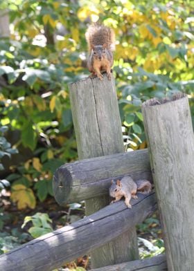 Two squirrels