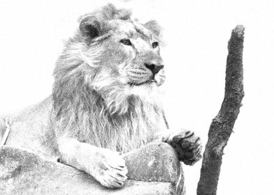 Animals Asiatic Lion 
