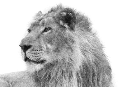 Animals Asiatic Lion Indi