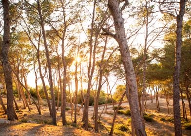 Forests of Cap Salou Spain