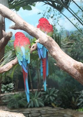 Macaws