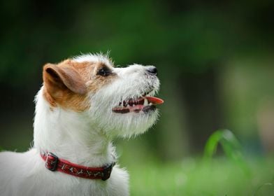 Jack Russell Terrier 