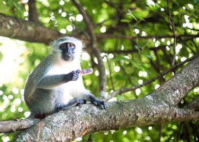 Vervet Monkeys