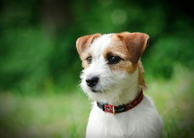 Jack Russell Terrier 