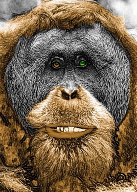 Orangutan