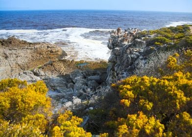 Cliff Path Hermanus