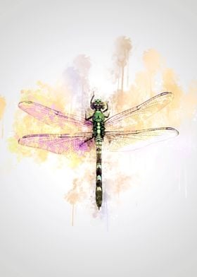 Dragonfly