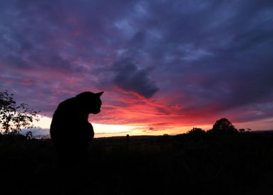 Cat watching sunset