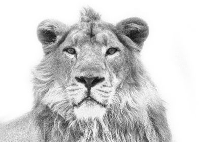 Animals Asiatic Lion India