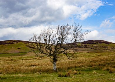 Lone Tree