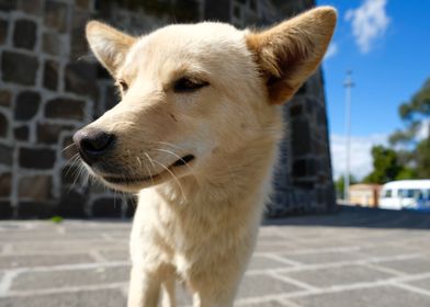 Dog from Quito Ecuador