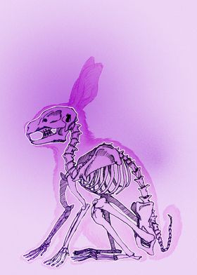 Pink rabbit skeleton