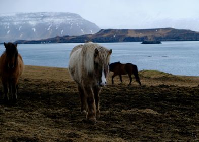 Icelandic Horse 2