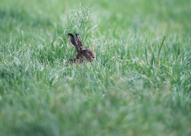 Hare in Meadow