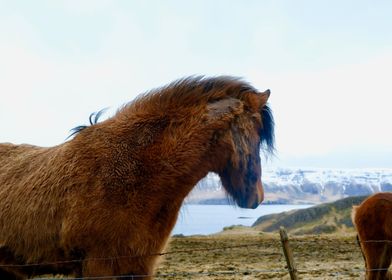 Icelandic Horse 5