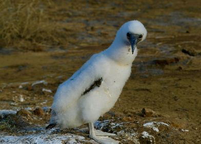 Juvenile Blue Footed Booby