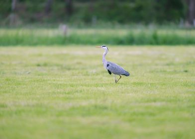 Alert Grey Heron