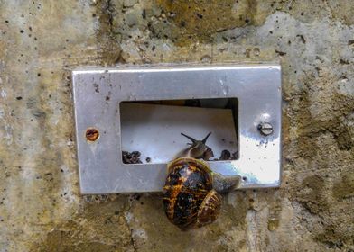 Electric Snail