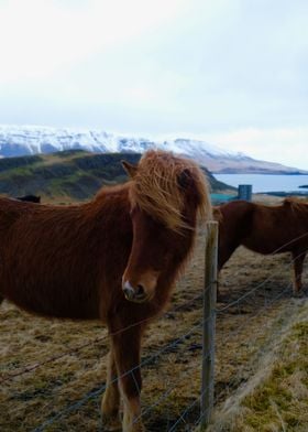 Iceland Horse 4