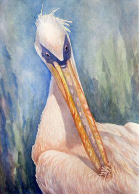 Punky Pelican