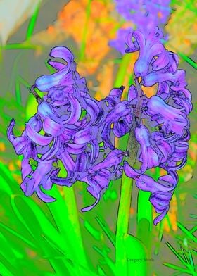 Etched Hyacinth