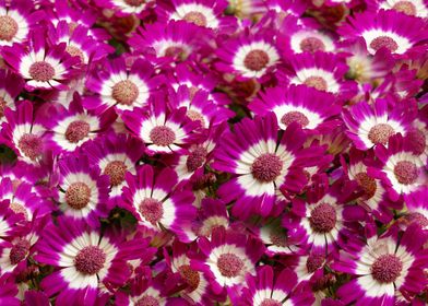 Bed of Purple Cineraria