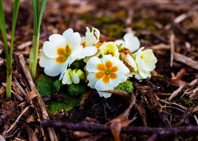 Wild Flowers