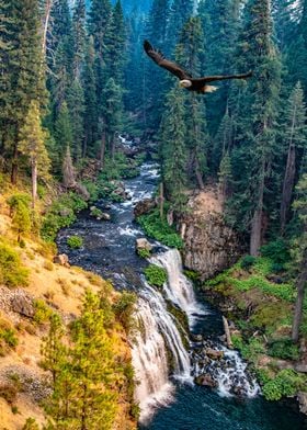 Eagle over the waterfall