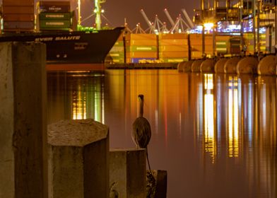 Heron in the port