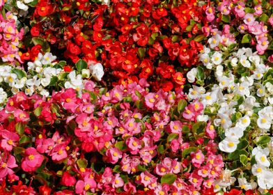 Colorful Wax Begonias