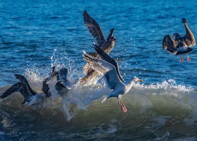 Seagulls