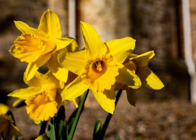 Daffodils