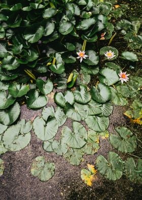 Water Lily Pond