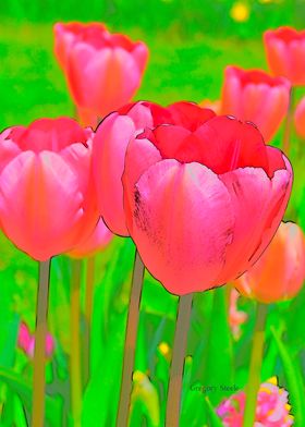 Pink Etched Tulips