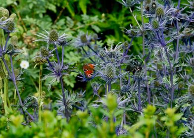 Butterfly at Cawdor Castle