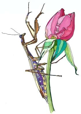 Mantis on a rosebud