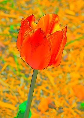 etched Orange Tulip