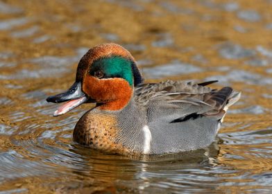 Laughing Green Winged Teal