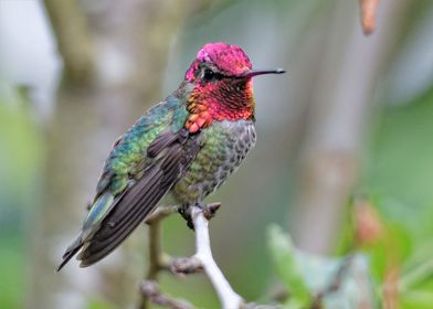 Perching Annas Hummingbird