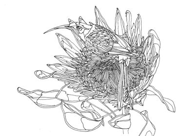 A bird on Protea flower