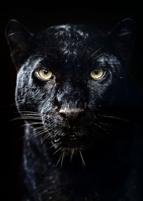 Magician Pentagram Panther Fantasy Art Animals Cats Dark Sorcerer Jaguar Wallpaper 1920x1200 42042 Fantasy Art Panther Art Animal Wallpaper