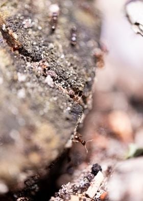 Ants in recreational areas