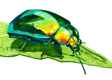 Colorful beetle on a leaf