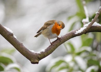 Curious Robin