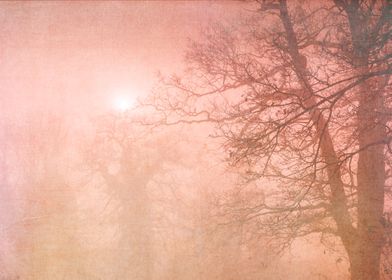 Woodland Mist