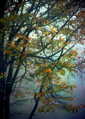 Autumn Fog 1
